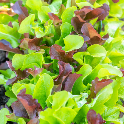 Lettuce 'Salad Bowl Red & Green' Mixed - Seeds