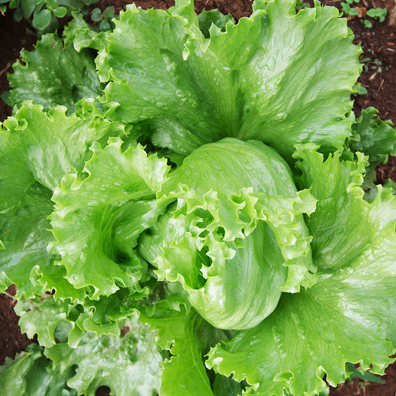 Lettuce 'Webbs Wonderful' Seeds