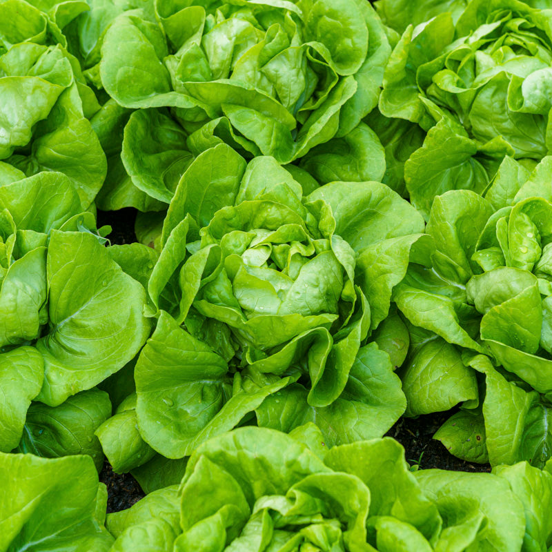 Lettuce 'Arctic King' Seeds