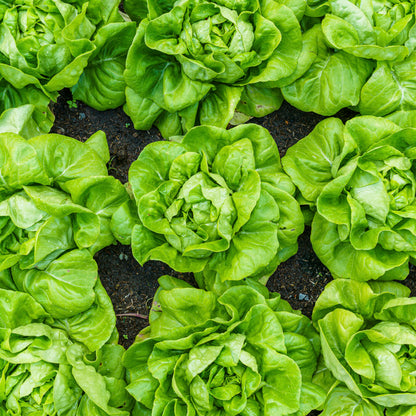 Lettuce 'Arctic King' Seeds
