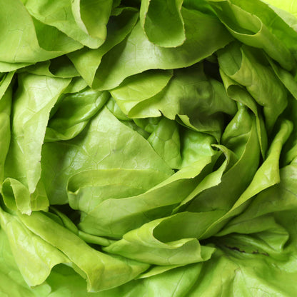 Lettuce 'Arctic King' Seeds