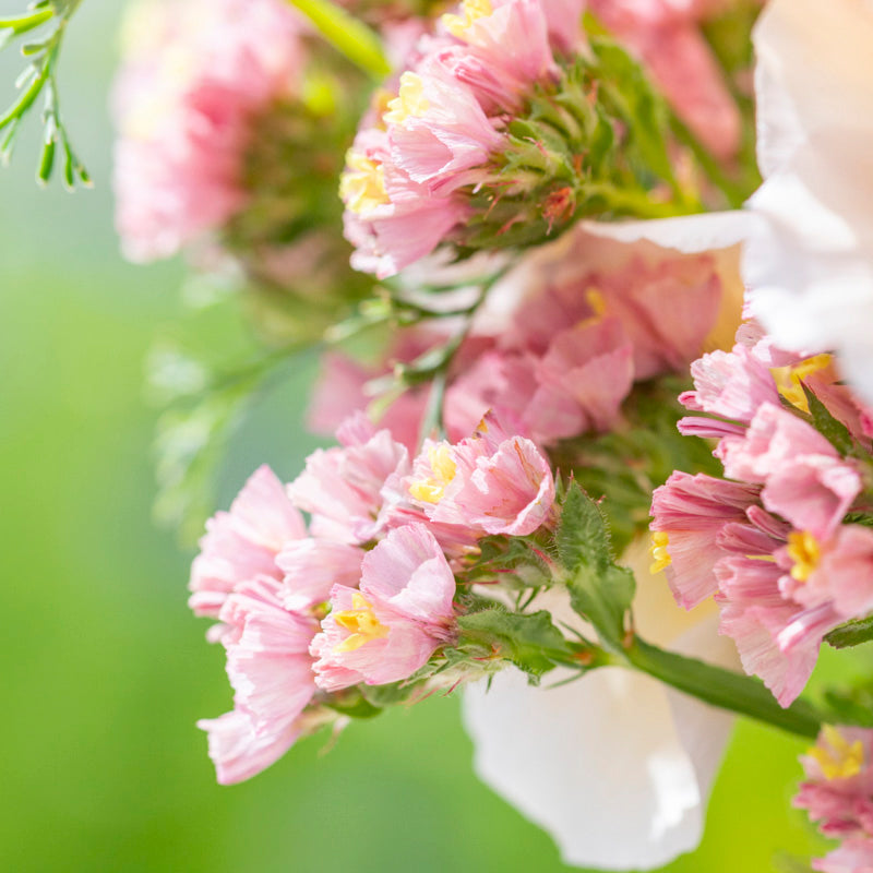 Limonium 'Apricot Beauty' Seeds