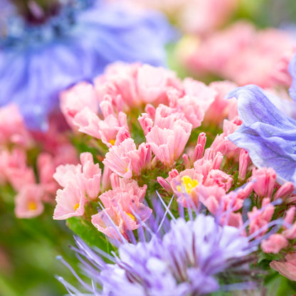 Limonium 'Apricot Beauty' Seeds