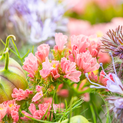 Limonium 'Apricot Beauty' Seeds