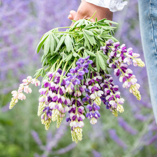 Lupinus mexicanus 'Pixie Delight' Seeds