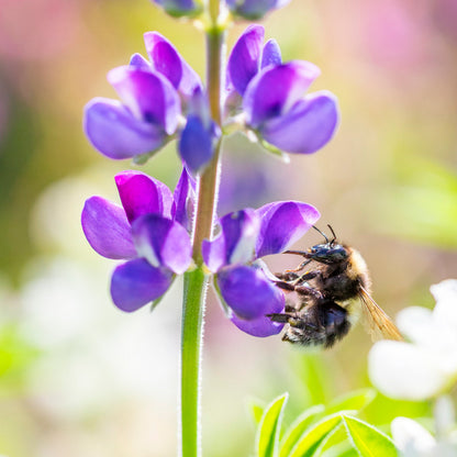 Lupinus mexicanus 'Pixie Delight' Seeds