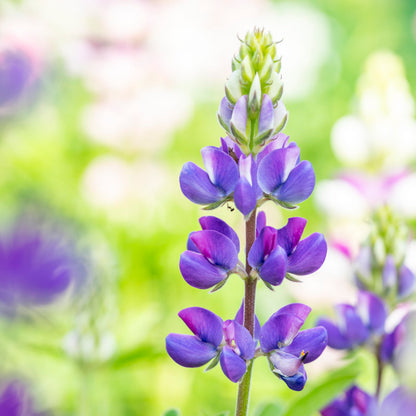 Lupinus mexicanus 'Pixie Delight' Seeds