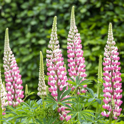 Lupinus 'The Chatelaine Pink' Seeds