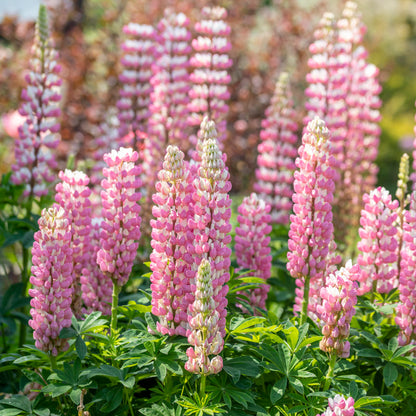 Lupinus 'The Chatelaine Pink' Seeds