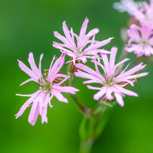 Load image into Gallery viewer, Lychnis flos-cuculi - Ragged Robin Seeds
