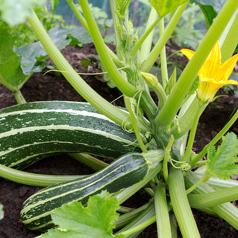 Marrow 'Long Green Bush 4' Seeds