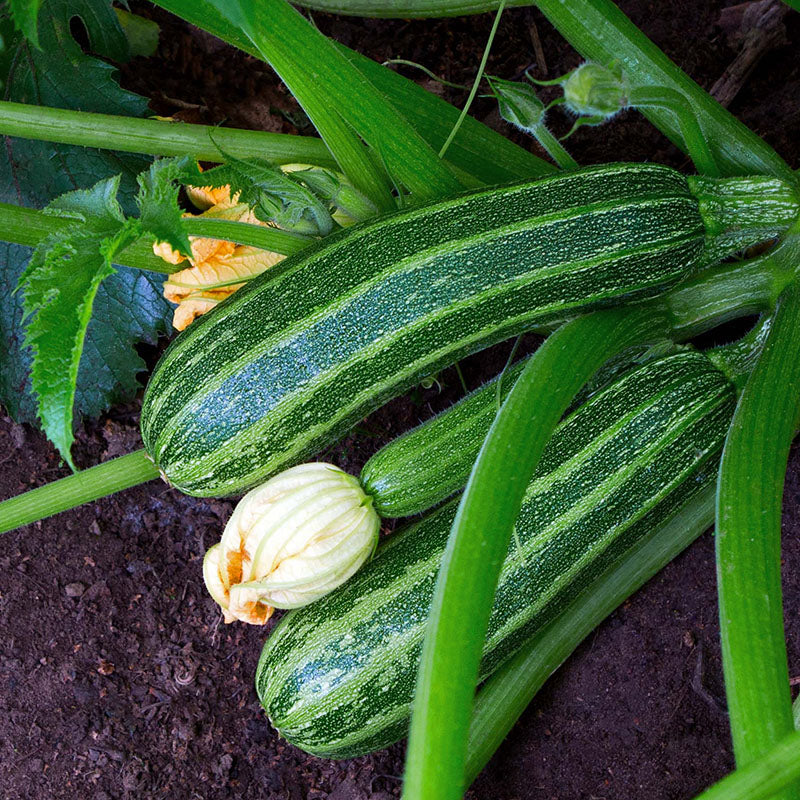 Marrow 'Long Green Bush 4' Seeds