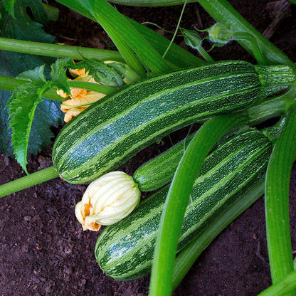 Marrow 'Long Green Bush 4' Seeds