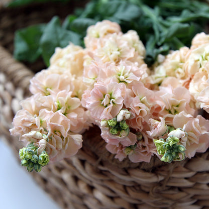 Matthiola incana 'Apricot Column' Seeds