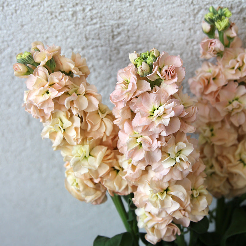 Matthiola incana 'Apricot Column' Seeds
