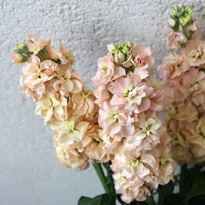 Matthiola incana 'Apricot Column' Seeds