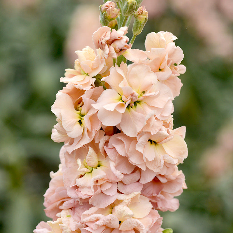 Matthiola incana 'Apricot Column' Seeds