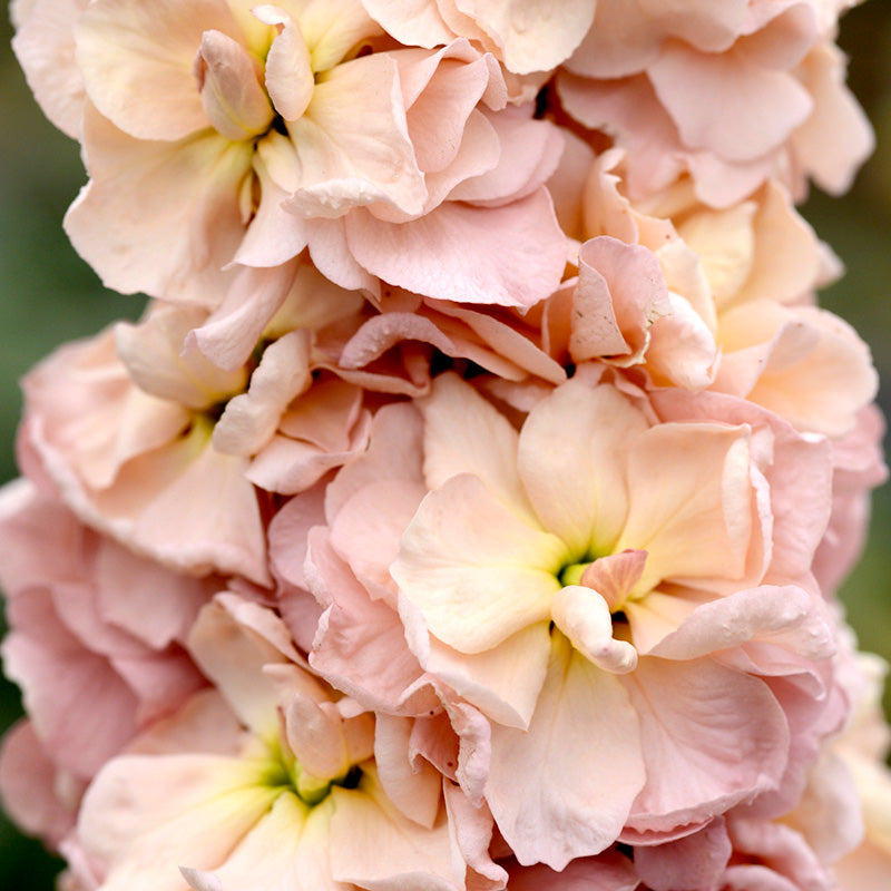 Matthiola incana 'Apricot Column' Seeds