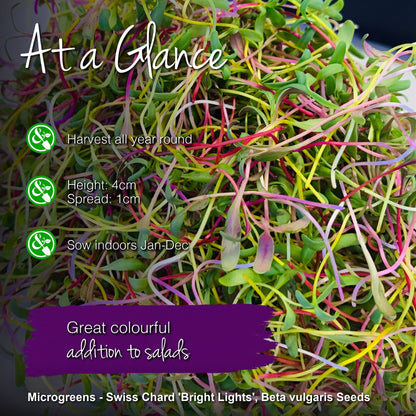 Microgreens - Swiss Chard 'Bright Lights' Seeds