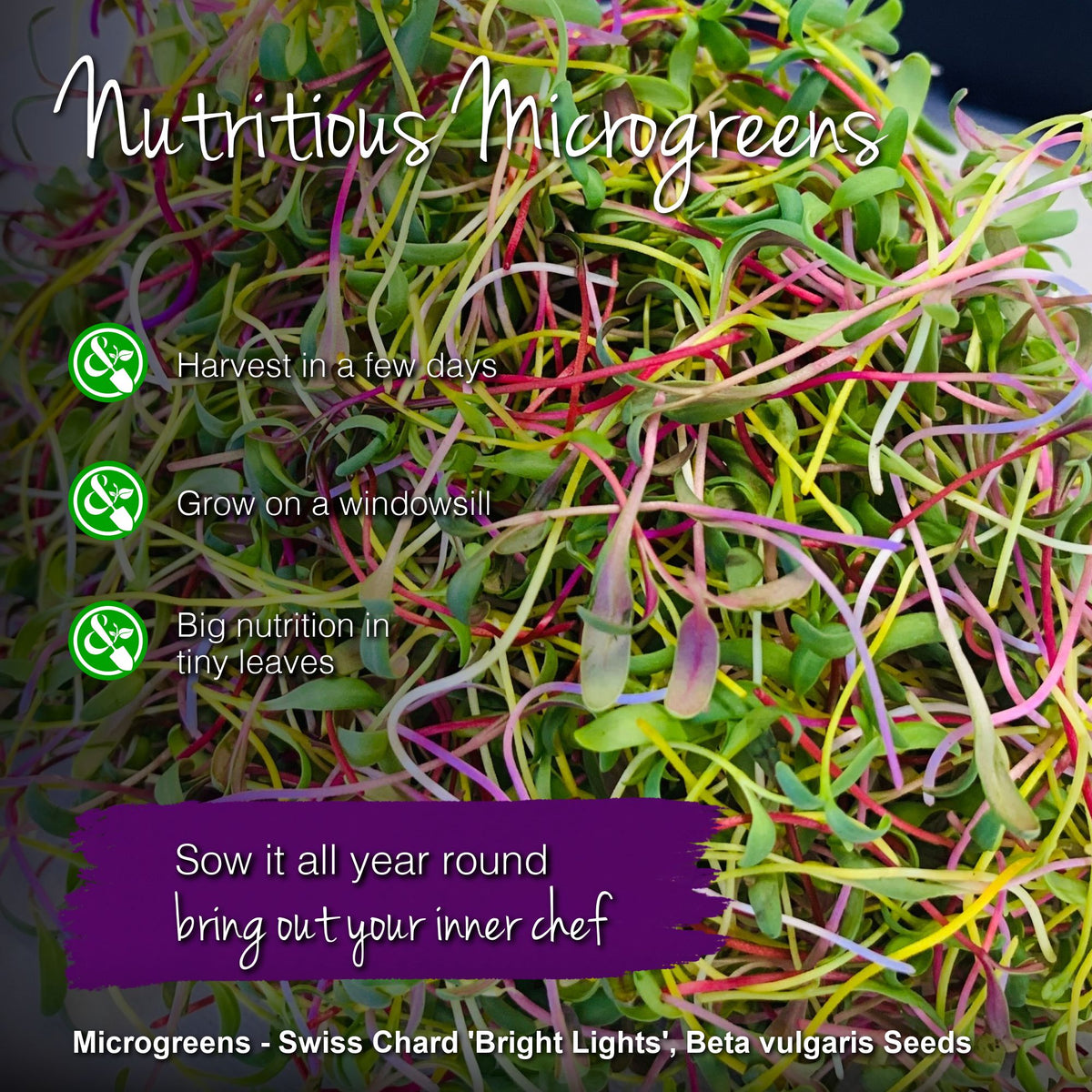 Microgreens - Swiss Chard 'Bright Lights' Seeds