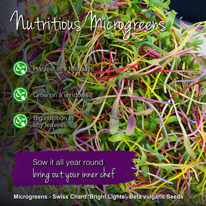 Microgreens - Swiss Chard 'Bright Lights' Seeds