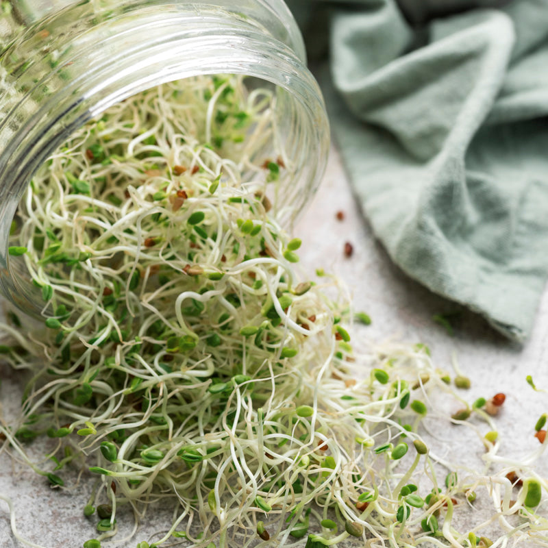 Microgreens – Alfalfa Seeds