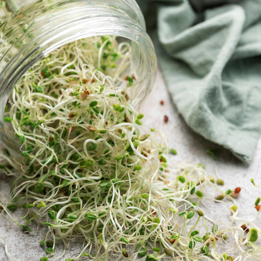 Microgreens – Alfalfa Seeds