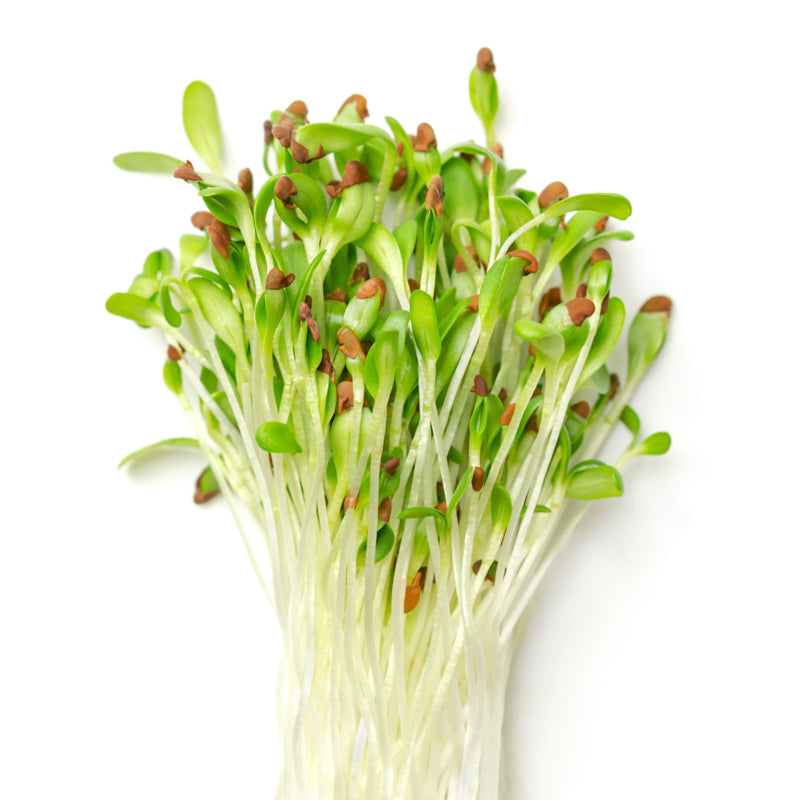 Microgreens – Alfalfa Seeds
