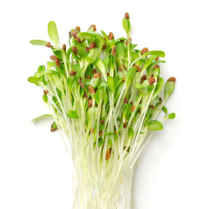 Microgreens – Alfalfa Seeds