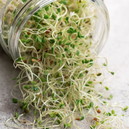 Microgreens – Alfalfa Seeds