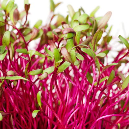 Microgreens - Beetroot 'Bulls Blood' Seeds