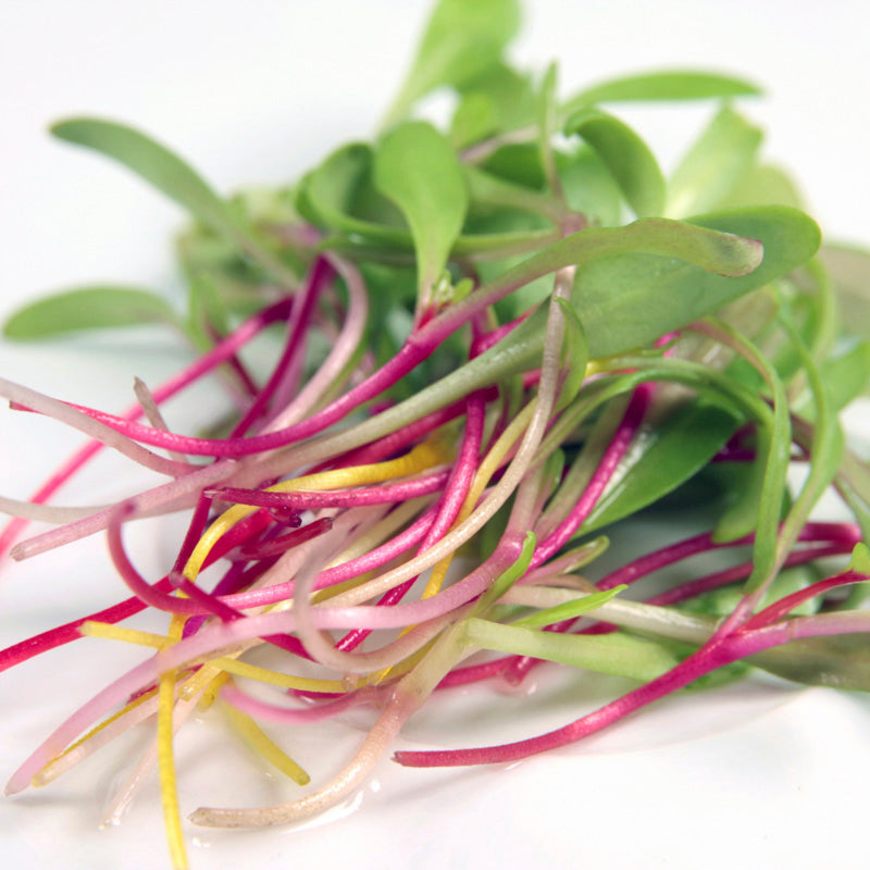 Microgreens - Swiss Chard 'Bright Lights' Seeds
