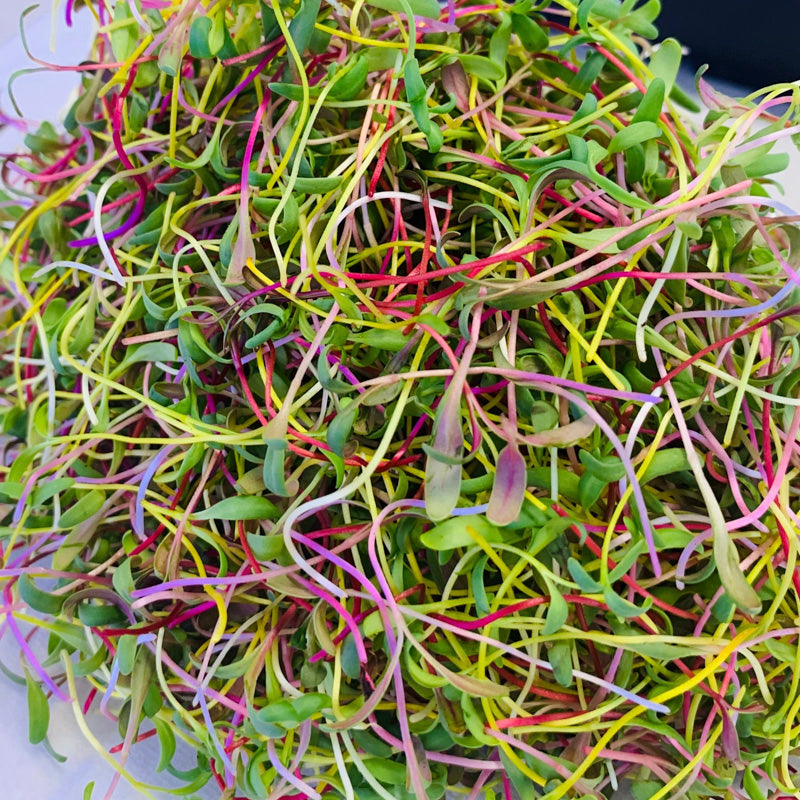 Microgreens - Swiss Chard 'Bright Lights' Seeds