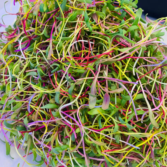 Microgreens - Swiss Chard 'Bright Lights' Seeds