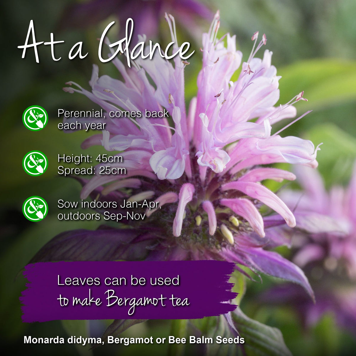 Monarda didyma - Seeds