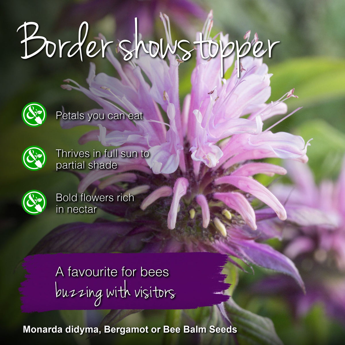 Monarda didyma - Seeds