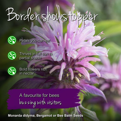 Monarda didyma - Seeds