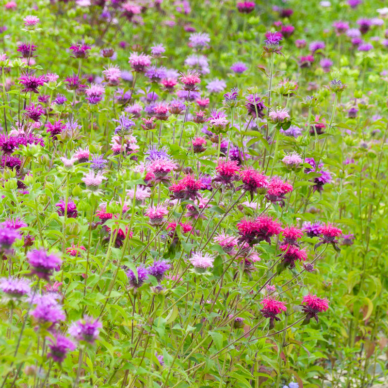 Semi Di Monarda Didyma (Fiore Del Bergamotto) - Pianta Profumata Contro Le Zanzare, Facile Coltivazione