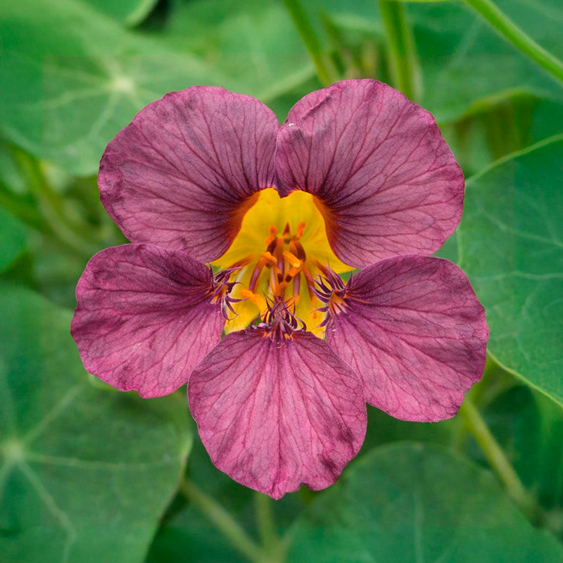 Tropaeolum 'Purple Emperor' (Nasturtium) Seeds