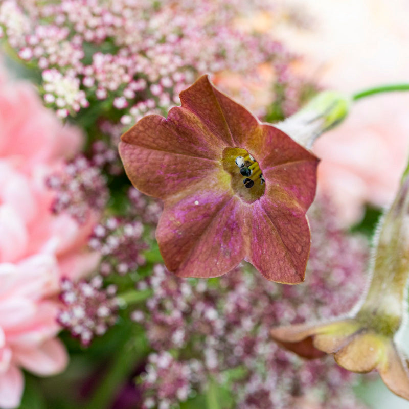 Nicotiana langsdorfii 'Bronze Queen' Seeds