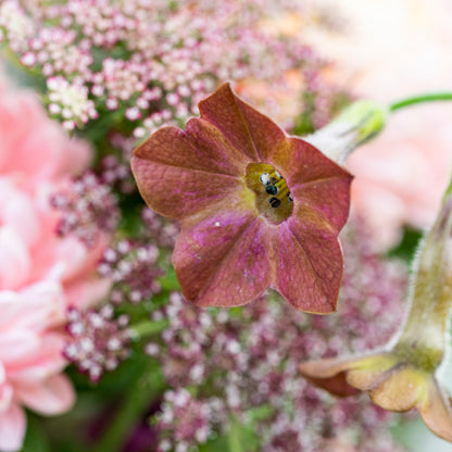 Nicotiana langsdorfii 'Bronze Queen' Seeds