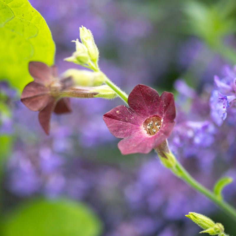 Nicotiana langsdorfii 'Bronze Queen' Seeds