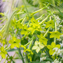 Load image into Gallery viewer, Nicotiana &#39;Lime Green&#39; Seeds
