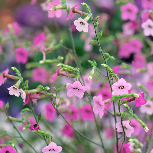 Nicotiana mutabilis Seeds