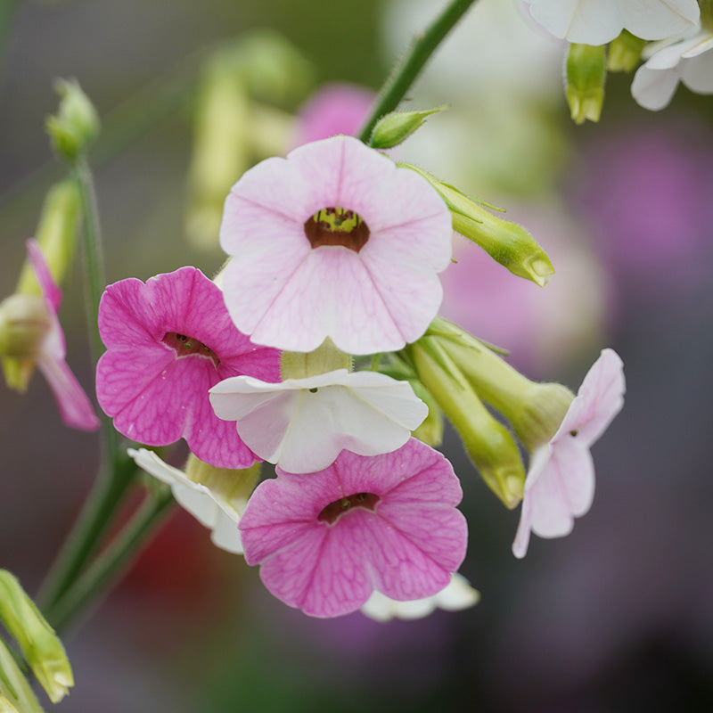 Nicotiana mutabilis Seeds