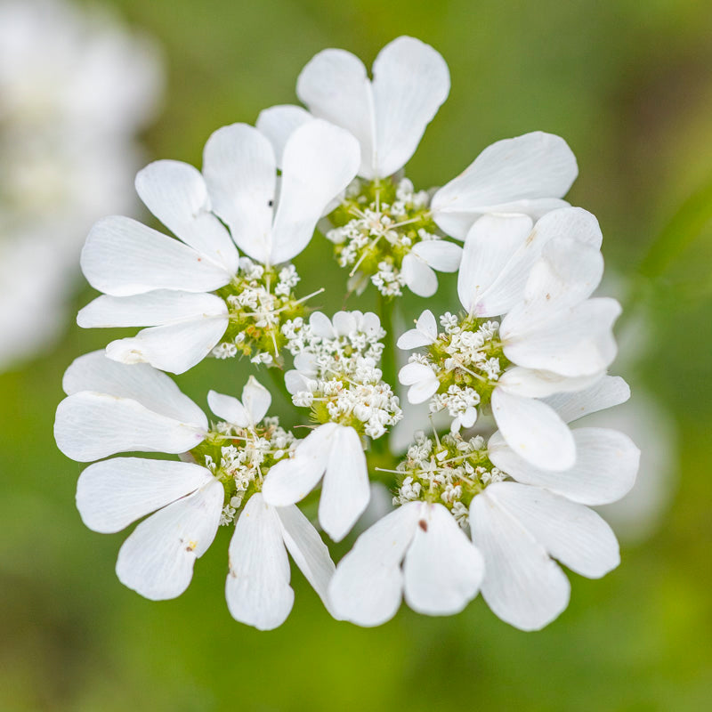 Orlaya grandiflora - Seeds