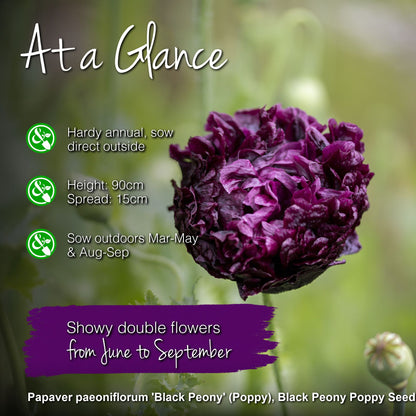 Papaver paeoniflorum 'Black Peony' (Poppy) Seeds