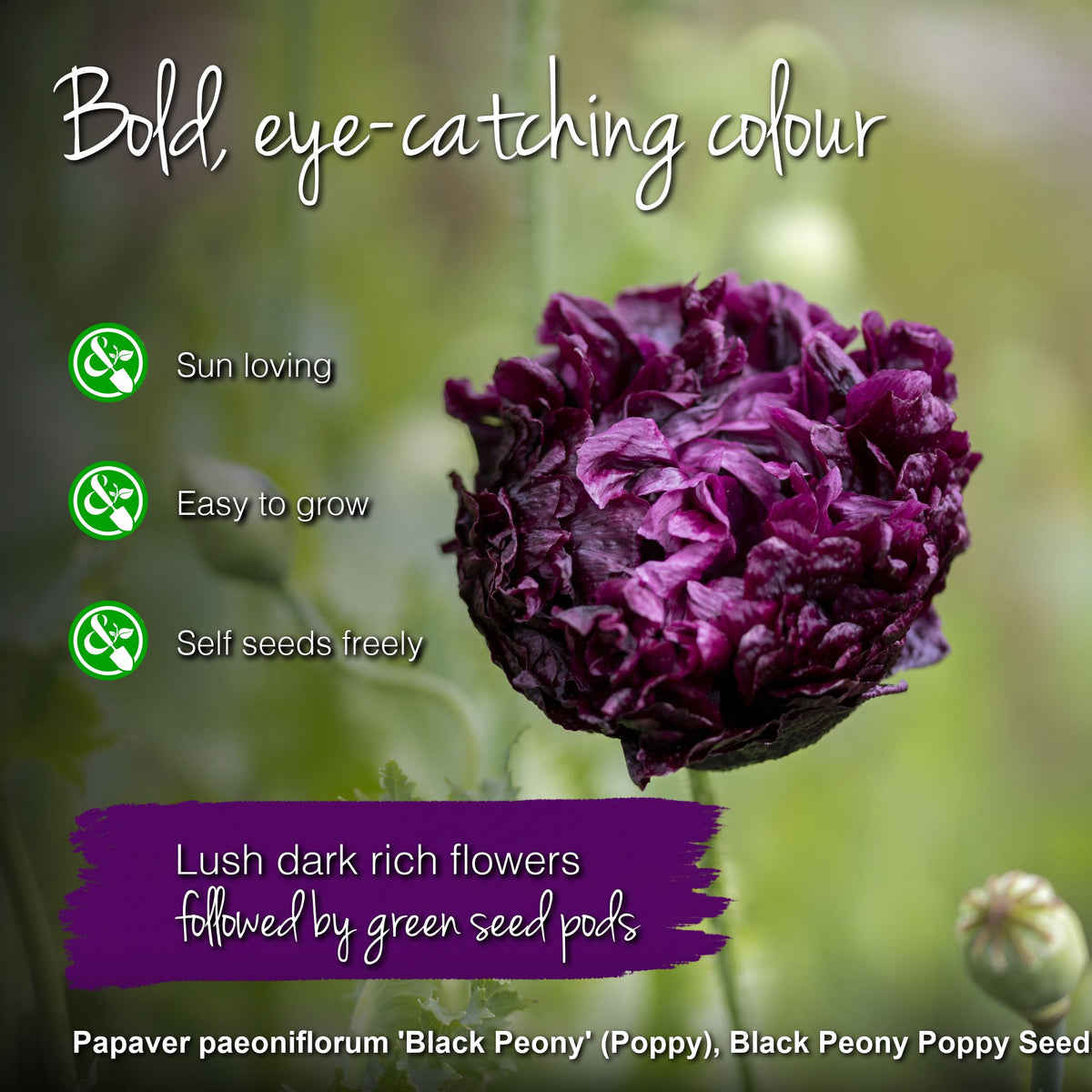 Papaver paeoniflorum 'Black Peony' (Poppy) Seeds