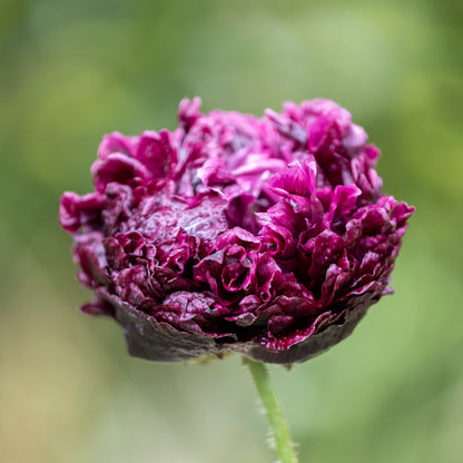 Papaver paeoniflorum 'Black Peony' (Poppy) Seeds