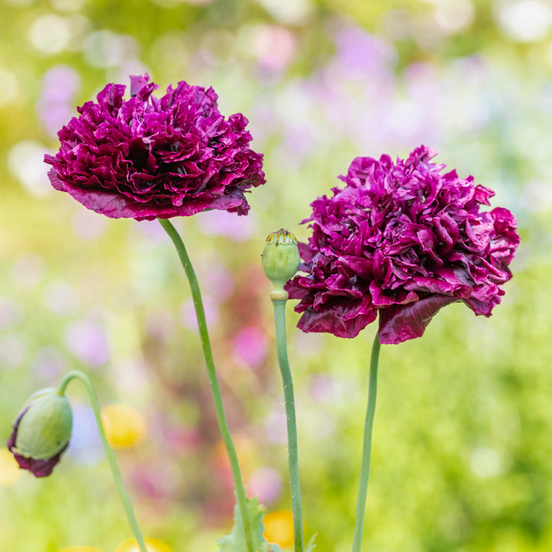 Papaver paeoniflorum 'Black Peony' (Poppy) Seeds